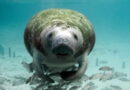 Who is defending Cuba’s threatened species?